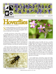 Hoverflies - Neighborhood Naturalist