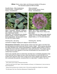 Allium - Denver Botanic Gardens