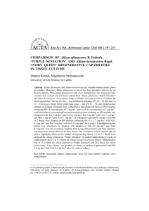 COMPARISON OF Allium aflatunense B. Fedtsch.