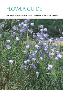 flower guide - Lancashire Wildlife Blogs