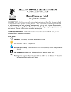 Desert Spoon or Sotol Dasylirion wheeleri - Arizona