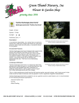 Tardiva Hydrangea (tree form)*