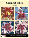 Orienpet Lilies