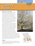 Callery Pear (Bradford Pear) - Missouri Department of Conservation