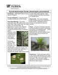 Cycad scale - University of Florida