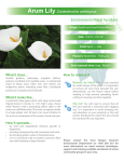 Arum Lily Fact Sheet - Yarra Ranges Council