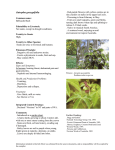 Jatropha gossypifolia - Australian Weeds and Livestock