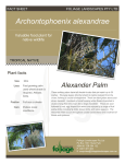 Archontophoenix alexandrae - foliage landscapes pty ltd