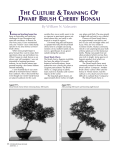 Brush Cherry Article - International Bonsai