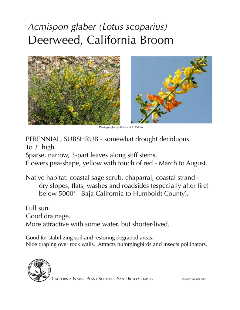 Deerweed California Broom California Native Plant Society