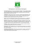 Odontoglossum, Odontioda and Burrageara
