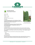 Pyramidal Arborvitae - Landsburg Landscape Nursery