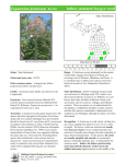 Eupatorium fistulosum - Michigan Natural Features Inventory