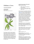 Maryland Native Plant Society: Wildflower in Focus: Joe Pye Weed