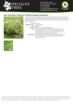 Acer palmatum `Dissectum Viridis (weeping standard)`