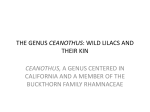 THE GENUS CEANOTHUS: WILD LILACS AND THEIR KIN