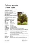 Zelkova serrata `Green Vase`