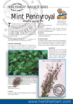 Mint Pennyroyal