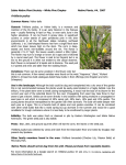 Fritillaria pudica species sheet (1