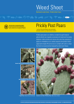 Prickly Pest Pears - Home Enviro Data SA