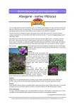 Alyogyne series - Ramm Botanicals