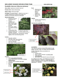 Viburnum plicatum - New Jersey Invasive Species Strike Team