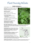 Smilax herbacea L. - CLIMBERS