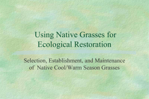 Native Grasses in the Natural Landscape