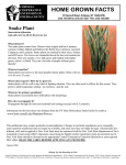 Snake Plant  - Cornell Cooperative Extension of