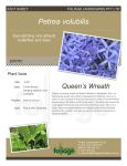 Petrea volubilis - foliage landscapes pty ltd