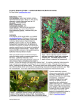 Invasive Species Profile: Leatherleaf Mahonia (Berberis bealei)
