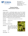 Firepower Nandina