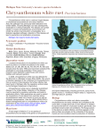 Chrysanthemum white rust Puccinia horiana