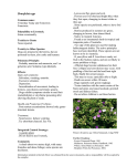 Brunfelsia spp - Australian Weeds and Livestock