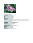 Latin Name: Bergenia crassifolia Common Name: pigsqueak Type