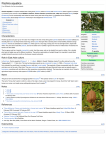 Pachira aquatica - Wikipedia, the free encyclopedia
