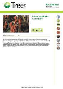 Prunus subhirtella `Autumnalis`