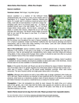 Asarum caudatum species sheet (1