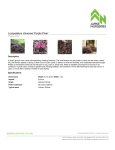 Loropetalum chinense `Purple Pixie` | Alpine Nurseries