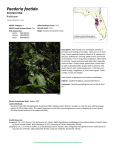 Paederia foetida - Florida Natural Areas Inventory