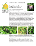 Passiflora incarnata, Purple Passionflower
