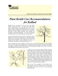 Plant Health Care Recommendations for Redbud