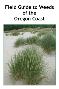 Coast weed guide - Institute for Applied Ecology