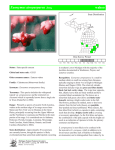 Euonymus atropurpurea - Michigan Natural Features Inventory