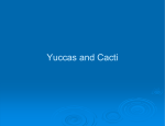 Yuccas and Cacti - Irrigation Management