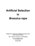 Artificial Selection in Brassica rapa