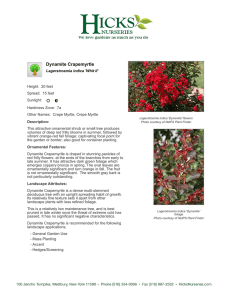 Dynamite Crapemyrtle