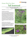 Tall Ironweed