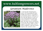 Geranium maderense - tuitiongrowers.net