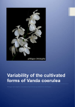 Variability of the cultivated forms of Vanda coerulea Griff
